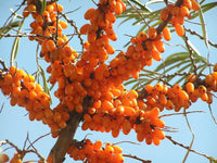 Meet Hippophae rhamnoides. The common name for this is Sea Buckthorn. Stargazer Exotics is proud to offer the freshest of rare plant seeds. Other Common names for this rare Other Rare Plants are : Sandthorn, Seaberry. Check this Sea Buckthorn (Hippophae rhamnoides) out along with all of our Other Rare Plants seeds here at Stargazer Exotics. We ship these Other Rare Plants seeds from Canada to anywhere in the World.