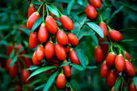 Meet  Lycium ruthenicum. The common name for this is Goji Berry / Scarlet Wolfberry. Stargazer Exotics is proud to offer the freshest of rare plant seeds. Check this Goji Berry / Scarlet Wolfberry (Lycium ruthenicum) out along with all of our other Heirloom Vegetable and Rare Finds Trees plant seeds here at Stargazer Exotics. We ship these Heirloom Vegetable and Rare Finds seeds from Canada to anywhere in the World.
