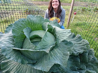 Meet Brassica oleracea. The common name for this is Sapporo Giant Cabbage. Stargazer Exotics is proud to offer the freshest of rare plant seeds. Check this Sapporo Giant Cabbage (Brassica oleracea) out along with all of our other Heirloom Vegetable and Rare Finds Trees plant seeds here at Stargazer Exotics. We ship these Heirloom Vegetable and Rare Finds seeds from Canada to anywhere in the World.
