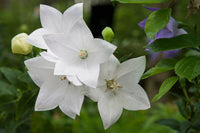 Meet Platycodon grandiflorus. The common name for this is Fuji White Balloon Flower. Stargazer Exotics is proud to offer the freshest of rare plant seeds. Other Common names for this rare Other Rare Plants are:Platycodon grandiflorus (also known as Chinese Bellflower or Balloon Flower). Check this Fuji White Balloon Flower (Platycodon grandiflorus) out along with all of our Other Rare Plants seeds here at Stargazer Exotics. We ship these Other Rare Plants seeds from Canada to anywhere in the World.