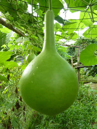 Meet Lagenaria siceraria. The common name for this is African Drum Gourd. Stargazer Exotics is proud to offer the freshest of rare plant seeds. Check this African Drum Gourd (Lagenaria siceraria) out along with all of our other Heirloom Vegetable and Rare Finds plant seeds here at Stargazer Exotics. We ship these Heirloom Vegetable and Rare Finds seeds from Canada to anywhere in the World.