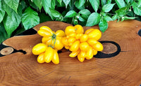 Meet Solanum lycopersicum. The common name for this is Phil'S Tomato 1. Stargazer Exotics is proud to offer the freshest of rare plant seeds. Check this Phil'S Tomato 1 (Solanum lycopersicum) out along with all of our other Heirloom Vegetable and Rare Finds Trees plant seeds here at Stargazer Exotics. We ship these Heirloom Vegetable and Rare Finds seeds from Canada to anywhere in the World.
