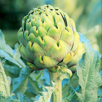 Meet Cynara cardunculus var. scolymus. The common name for this is Green Globe Artichoke. Stargazer Exotics is proud to offer the freshest of rare plant seeds. Check this Green Globe Artichoke (Cynara cardunculus var. scolymus) out along with all of our other Heirloom Vegetable and Rare Finds Trees plant seeds here at Stargazer Exotics. We ship these Heirloom Vegetable and Rare Finds seeds from Canada to anywhere in the World.