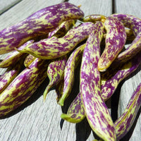 Meet Phaseolus vulgaris. The common name for this is Dragon Tongue Bush Bean. Stargazer Exotics is proud to offer the freshest of rare plant seeds. Check this Dragon Tongue Bush Bean (Phaseolus vulgaris) out along with all of our other Heirloom Vegetable and Rare Finds Trees plant seeds here at Stargazer Exotics. We ship these Heirloom Vegetable and Rare Finds seeds from Canada to anywhere in the World.
