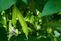 Meet Psophocarpus tetragonolobus. The common name for this is Urizun Japanese Wing Bean  Stargazer Exotics is proud to offer the freshest of rare plant seeds. Check this Urizun Japanese Wing Bean  (Psophocarpus tetragonolobus) out along with all of our other Heirloom Vegetable and Rare Finds Trees plant seeds here at Stargazer Exotics. We ship these Heirloom Vegetable and Rare Finds seeds from Canada to anywhere in the World.
