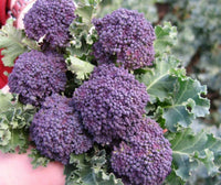 Meet Brassica oleracea. The common name for this is Purple Sprouting Broccoli. Stargazer Exotics is proud to offer the freshest of rare plant seeds. Check this Purple Sprouting Broccoli (Brassica oleracea) out along with all of our other Heirloom Vegetable and Rare Finds Trees plant seeds here at Stargazer Exotics. We ship these Heirloom Vegetable and Rare Finds seeds from Canada to anywhere in the World.
