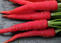 Meet Daucus carota. The common name for this is Kyoto Red Carrot. Stargazer Exotics is proud to offer the freshest of rare plant seeds. Check this Kyoto Red Carrot (Daucus carota) out along with all of our other Heirloom Vegetable and Rare Finds Trees plant seeds here at Stargazer Exotics. We ship these Heirloom Vegetable and Rare Finds seeds from Canada to anywhere in the World.