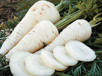 Meet Daucus carota. The common name for this is Kuttiger White Carrot. Stargazer Exotics is proud to offer the freshest of rare plant seeds. Check this Kuttiger White Carrot (Daucus carota) out along with all of our other Heirloom Vegetable and Rare Finds Trees plant seeds here at Stargazer Exotics. We ship these Heirloom Vegetable and Rare Finds seeds from Canada to anywhere in the World.