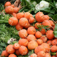 Meet Daucus carota. The common name for this is Parisienne Ball Carrot. Stargazer Exotics is proud to offer the freshest of rare plant seeds. Check this Parisienne Ball Carrot (Daucus carota) out along with all of our other Heirloom Vegetable and Rare Finds Trees plant seeds here at Stargazer Exotics. We ship these Heirloom Vegetable and Rare Finds seeds from Canada to anywhere in the World.
