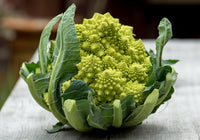 Meet Brassica oleracea. The common name for this isRomanesco Italian Cauliflower. Stargazer Exotics is proud to offer the freshest of rare plant seeds. Check this Romanesco Italian Cauliflower (Brassica oleracea) out along with all of our other Heirloom Vegetable and Rare Finds Trees plant seeds here at Stargazer Exotics. We ship these Heirloom Vegetable and Rare Finds seeds from Canada to anywhere in the World.
