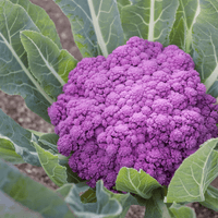 Meet Brassica oleracea. The common name for this is Purple Sicilian Cauliflower. Stargazer Exotics is proud to offer the freshest of rare plant seeds. Check this Purple Sicilian Cauliflower (Brassica oleracea) out along with all of our other Heirloom Vegetable and Rare Finds Trees plant seeds here at Stargazer Exotics. We ship these Heirloom Vegetable and Rare Finds seeds from Canada to anywhere in the World.
