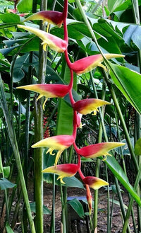 Meet Heliconia chartacea x platystachys. The common name for this is Orange Lobster Claw. Stargazer Exotics is proud to offer the freshest of rare plant seeds. Other Common names for this rare Other Rare Plants are : Hanging Lobster Claw, Parrot Flower, Wild Plantain, False Bird-of-Paradise. Check this Orange Lobster Claw (Heliconia chartacea x platystachys) out along with all of our Other Rare Plants seeds here at Stargazer Exotics. We ship these Other Rare Plants seeds from Canada to anywhere in the World