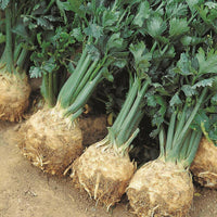 Meet Apium graveolens. The common name for this is Giant Prague Celeriac. Stargazer Exotics is proud to offer the freshest of rare plant seeds. Check this Giant Prague Celeriac (Apium graveolens) out along with all of our other Heirloom Vegetable and Rare Finds Trees plant seeds here at Stargazer Exotics. We ship these Heirloom Vegetable and Rare Finds seeds from Canada to anywhere in the World.
