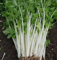 Meet Apium graveolens. The common name for this is Chinese White Celery. Stargazer Exotics is proud to offer the freshest of rare plant seeds. Check this Chinese White Celery (Apium graveolens) out along with all of our other Heirloom Vegetable and Rare Finds Trees plant seeds here at Stargazer Exotics. We ship these Heirloom Vegetable and Rare Finds seeds from Canada to anywhere in the World.
