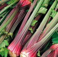 Meet Apium graveolens. The common name for this is Giant Red Celery. Stargazer Exotics is proud to offer the freshest of rare plant seeds. Check this Giant Red Celery (Apium graveolens) out along with all of our other Heirloom Vegetable and Rare Finds Trees plant seeds here at Stargazer Exotics. We ship these Heirloom Vegetable and Rare Finds seeds from Canada to anywhere in the World.