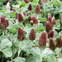 Meet Trifolium incarnatum. The common name for this is Crimson Clover. Stargazer Exotics is proud to offer the freshest of rare plant seeds. Check this Crimson Clover  (Trifolium incarnatum) out along with all of our Other Rare Plants seeds here at Stargazer Exotics. We ship these Other Rare Plants seeds from Canada to anywhere in the World.