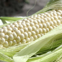 Meet Zea mays. The common name for this is Art Verrell's White Sweet Corn . Stargazer Exotics is proud to offer the freshest of rare plant seeds. Check this Art Verrell's White Sweet Corn (Zea mays) out along with all of our other Heirloom Vegetable and Rare Finds plant seeds here at Stargazer Exotics. We ship these Heirloom Vegetable and Rare Finds seeds from Canada to anywhere in the World.