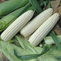 Meet Zea mays. The common name for this is White Sweet Corn. Stargazer Exotics is proud to offer the freshest of rare plant seeds. Check this White Sweet Corn (Zea mays.) out along with all of our other Heirloom Vegetable and Rare Finds Trees plant seeds here at Stargazer Exotics. We ship these Heirloom Vegetable and Rare Finds seeds from Canada to anywhere in the World.
