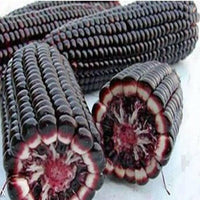 Meet Zea mays. The common name for this Japanese Black Corn. Stargazer Exotics is proud to offer the freshest of rare plant seeds. Check this Japanese Black Corn (Zea mays) out along with all of our other Heirloom Vegetable and Rare Finds Trees plant seeds here at Stargazer Exotics. We ship these Heirloom Vegetable and Rare Finds seeds from Canada to anywhere in the World.