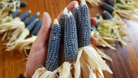 Meet Zea mays. The common name for this is Mini Blue Popping Corn. Stargazer Exotics is proud to offer the freshest of rare plant seeds. Check this Mini Blue Popping Corn (Zea mays.) out along with all of our other Heirloom Vegetable and Rare Finds Trees plant seeds here at Stargazer Exotics. We ship these Heirloom Vegetable and Rare Finds seeds from Canada to anywhere in the World.
