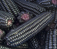 Meet Zea mays. The common name for this is Mountain Morado Black Corn. Stargazer Exotics is proud to offer the freshest of rare plant seeds. Check this Mountain Morado Black Corn (Zea mays) out along with all of our other Heirloom Vegetable and Rare Finds Trees plant seeds here at Stargazer Exotics. We ship these Heirloom Vegetable and Rare Finds seeds from Canada to anywhere in the World.
