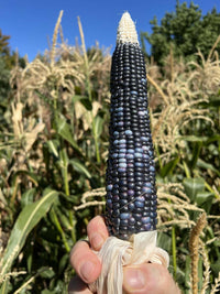 Meet  Zea mays. The common name for this is Po'Suwaegeh Blue Corn. Stargazer Exotics is proud to offer the freshest of rare plant seeds. Check this Po'Suwaegeh Blue Corn (Zea mays) out along with all of our other Heirloom Vegetable and Rare Finds Trees plant seeds here at Stargazer Exotics. We ship these Heirloom Vegetable and Rare Finds seeds from Canada to anywhere in the World.
