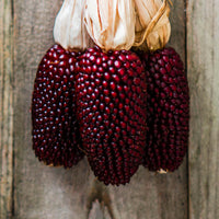 Meet Zea mays. The common name for this is Strawberry Popping Corn. Stargazer Exotics is proud to offer the freshest of rare plant seeds. Check this Strawberry Popping Corn (Zea mays) out along with all of our other Heirloom Vegetable and Rare Finds Trees plant seeds here at Stargazer Exotics. We ship these Heirloom Vegetable and Rare Finds seeds from Canada to anywhere in the World.
