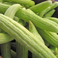 Meet Cucumis melo. The common name for this is Armenian Yard-Long Cucumber. Stargazer Exotics is proud to offer the freshest of rare plant seeds. Check this Armenian Yard-Long Cucumber (Cucumis melo) out along with all of our other Heirloom Vegetable and Rare Finds plant seeds here at Stargazer Exotics. We ship these Heirloom Vegetable and Rare Finds seeds from Canada to anywhere in the World.