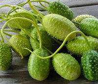 Meet Cucumis anguria. The common name for this is West India Burr Gherkin Cucumber . Stargazer Exotics is proud to offer the freshest of rare plant seeds. Check this West India Burr Gherkin Cucumber (Cucumis anguria) out along with all of our other Heirloom Vegetable and Rare Finds Trees plant seeds here at Stargazer Exotics. We ship these Heirloom Vegetable and Rare Finds seeds from Canada to anywhere in the World.
