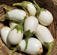 Meet Solanum melongena. The common name for this Japanese White Eggplant. Stargazer Exotics is proud to offer the freshest of rare plant seeds. Check this Japanese White Eggplant (Solanum melongena) out along with all of our other Heirloom Vegetable and Rare Finds Trees plant seeds here at Stargazer Exotics. We ship these Heirloom Vegetable and Rare Finds seeds from Canada to anywhere in the World.
