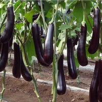 Meet Solanum melongena. The common name for this Japanese Long Black Eggplant. Stargazer Exotics is proud to offer the freshest of rare plant seeds. Check this Japanese Long Black Eggplant (Solanum melongena) out along with all of our other Heirloom Vegetable and Rare Finds Trees plant seeds here at Stargazer Exotics. We ship these Heirloom Vegetable and Rare Finds seeds from Canada to anywhere in the World.
