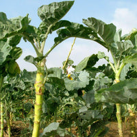 Meet Brassica oleracea. The common name for this is Walking Stick Kale . Stargazer Exotics is proud to offer the freshest of rare plant seeds. Check this Walking Stick Kale (Brassica oleracea) out along with all of our other Heirloom Vegetable and Rare Finds Trees plant seeds here at Stargazer Exotics. We ship these Heirloom Vegetable and Rare Finds seeds from Canada to anywhere in the World.
