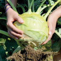 Meet  Brassica oleracea gongylodes. The common name for this is Giant White Kohlrabi. Stargazer Exotics is proud to offer the freshest of rare plant seeds. Check this Giant White Kohlrabi ( Brassica oleracea gongylodes) out along with all of our other Heirloom Vegetable and Rare Finds Trees plant seeds here at Stargazer Exotics. We ship these Heirloom Vegetable and Rare Finds seeds from Canada to anywhere in the World.