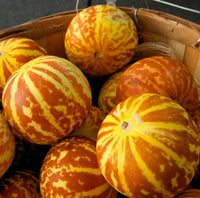 Meet Cucumis melo. The common name for this is Tiger Melon or Tigger Melon. Stargazer Exotics is proud to offer the freshest of rare plant seeds. Check this Tiger Melon or Tigger Melon (Cucumis melo) out along with all of our other Heirloom Vegetable and Rare Finds Trees plant seeds here at Stargazer Exotics. We ship these Heirloom Vegetable and Rare Finds seeds from Canada to anywhere in the World.
