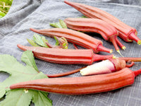 Meet Abelmoschus esculentus. The common name for this is Jing Orange Okra. Stargazer Exotics is proud to offer the freshest of rare plant seeds. Check this Jing Orange Okra (Abelmoschus esculentus) out along with all of our other Heirloom Vegetable and Rare Finds Trees plant seeds here at Stargazer Exotics. We ship these Heirloom Vegetable and Rare Finds seeds from Canada to anywhere in the World.