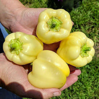 Meet Capsicum annuum. The common name for this is Albino Bull Nose Sweet Bell Pepper. Stargazer Exotics is proud to offer the freshest of rare plant seeds. Check this Albino Bull Nose Sweet Bell Pepper(Capsicum annuum) out along with all of our other Heirloom Vegetable and Rare Finds plant seeds here at Stargazer Exotics. We ship these Heirloom Vegetable and Rare Finds seeds from Canada to anywhere in the World.