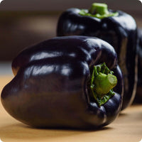 Meet Capsicum annuum. The common name for this is Purple Beauty Sweet Bell Pepper . Stargazer Exotics is proud to offer the freshest of rare plant seeds. Check this Purple Beauty Sweet Bell Pepper (Capsicum annuum) out along with all of our other Heirloom Vegetable and Rare Finds Trees plant seeds here at Stargazer Exotics. We ship these Heirloom Vegetable and Rare Finds seeds from Canada to anywhere in the World.
