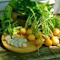 Meet Raphanus sativus. The common name for this is Helios Yellow Radish. Stargazer Exotics is proud to offer the freshest of rare plant seeds. Check this Helios Yellow Radish (Raphanus sativus) out along with all of our other Heirloom Vegetable and Rare Finds Trees plant seeds here at Stargazer Exotics. We ship these Heirloom Vegetable and Rare Finds seeds from Canada to anywhere in the World.