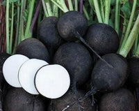 Meet Raphanus sativus. The common name for this is Spanish Black Radish. Stargazer Exotics is proud to offer the freshest of rare plant seeds. Check this Spanish Black Radish (Raphanus sativus) out along with all of our other Heirloom Vegetable and Rare Finds Trees plant seeds here at Stargazer Exotics. We ship these Heirloom Vegetable and Rare Finds seeds from Canada to anywhere in the World.
