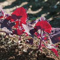 Meet Atriplex hortensis. The common name for this is Red Orach Spinach. Stargazer Exotics is proud to offer the freshest of rare plant seeds. Check this Red Orach Spinach (Atriplex hortensis) out along with all of our other Heirloom Vegetable and Rare Finds Trees plant seeds here at Stargazer Exotics. We ship these Heirloom Vegetable and Rare Finds seeds from Canada to anywhere in the World.
