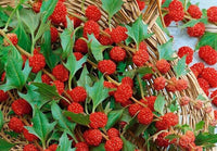 Meet Chenopodium capitatum. The common name for this is Strawberry Spinach. Stargazer Exotics is proud to offer the freshest of rare plant seeds.  Check this Strawberry Spinach  (Chenopodium capitatum) out along with all of our other Rare and Exotic Fruits plant seeds here at Stargazer Exotics. We ship these Rare and Exotic Fruits seeds from Canada to anywhere in the World.
