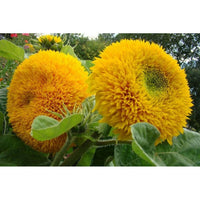 Meet Helianthus annuus. The common name for this is Double Sunking Sunflower. Stargazer Exotics is proud to offer the freshest of rare plant seeds. Check this Double Sunking Sunflower (Helianthus annuus) out along with all of our other Heirloom Vegetable and Rare Finds Trees plant seeds here at Stargazer Exotics. We ship these Heirloom Vegetable and Rare Finds seeds from Canada to anywhere in the World.
