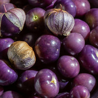 Meet Physalis ixocarpa. The common name for this is Purple Coban Tomatillo . Stargazer Exotics is proud to offer the freshest of rare plant seeds. Check this Purple Coban Tomatillo (Physalis ixocarpa) out along with all of our other Heirloom Vegetable and Rare Finds Trees plant seeds here at Stargazer Exotics. We ship these Heirloom Vegetable and Rare Finds seeds from Canada to anywhere in the World.
