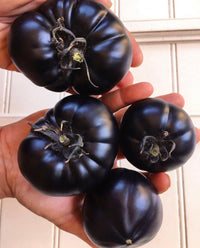 Meet Solanum lycopersicum. The common name for this is Black Beauty Tomato. Stargazer Exotics is proud to offer the freshest of rare plant seeds. Check this Black Beauty Tomato (Solanum lycopersicum) out along with all of our other Heirloom Vegetable and Rare Finds plant seeds here at Stargazer Exotics. We ship these Heirloom Vegetable and Rare Finds seeds from Canada to anywhere in the World.
