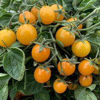 Meet Solanum lycopersicum. The common name for this is Golden Cherry Tomato. Stargazer Exotics is proud to offer the freshest of rare plant seeds. Check this Golden Cherry Tomato (Solanum lycopersicum) out along with all of our other Heirloom Vegetable and Rare Finds Trees plant seeds here at Stargazer Exotics. We ship these Heirloom Vegetable and Rare Finds seeds from Canada to anywhere in the World.
