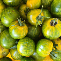 Meet Solanum lycopersicum. The common name for this is Green Zebra Tomato. Stargazer Exotics is proud to offer the freshest of rare plant seeds. Check this Green Zebra Tomato (Solanum lycopersicum) out along with all of our other Heirloom Vegetable and Rare Finds Trees plant seeds here at Stargazer Exotics. We ship these Heirloom Vegetable and Rare Finds seeds from Canada to anywhere in the World.
