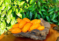 Meet Solanum lycopersicum. The common name for this is Orange Icicle Tomato. Stargazer Exotics is proud to offer the freshest of rare plant seeds. Check this Orange Icicle Tomato (Solanum lycopersicum) out along with all of our other Heirloom Vegetable and Rare Finds Trees plant seeds here at Stargazer Exotics. We ship these Heirloom Vegetable and Rare Finds seeds from Canada to anywhere in the World.
