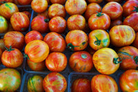 Meet Solanum lycopersicum. The common name for this is Berkeley Tie-Dye Green Tomato. Stargazer Exotics is proud to offer the freshest of rare plant seeds. Check this Berkeley Tie-Dye Green Tomato (Solanum lycopersicum) out along with all of our other Heirloom Vegetable and Rare Finds plant seeds here at Stargazer Exotics. We ship these Heirloom Vegetable and Rare Finds seeds from Canada to anywhere in the World.
