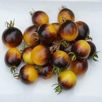 Meet Solanum lycopersicum. The common name for this is Primary Colors Tomato. Stargazer Exotics is proud to offer the freshest of rare plant seeds. Check this Primary Colors Tomato (Solanum lycopersicum) out along with all of our other Heirloom Vegetable and Rare Finds Trees plant seeds here at Stargazer Exotics. We ship these Heirloom Vegetable and Rare Finds seeds from Canada to anywhere in the World.
