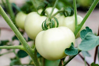 Meet Solanum lycopersicum. The common name for this is Great White Tomato. Stargazer Exotics is proud to offer the freshest of rare plant seeds. Check this Great White Tomato (Solanum lycopersicum) out along with all of our other Heirloom Vegetable and Rare Finds Trees plant seeds here at Stargazer Exotics. We ship these Heirloom Vegetable and Rare Finds seeds from Canada to anywhere in the World.